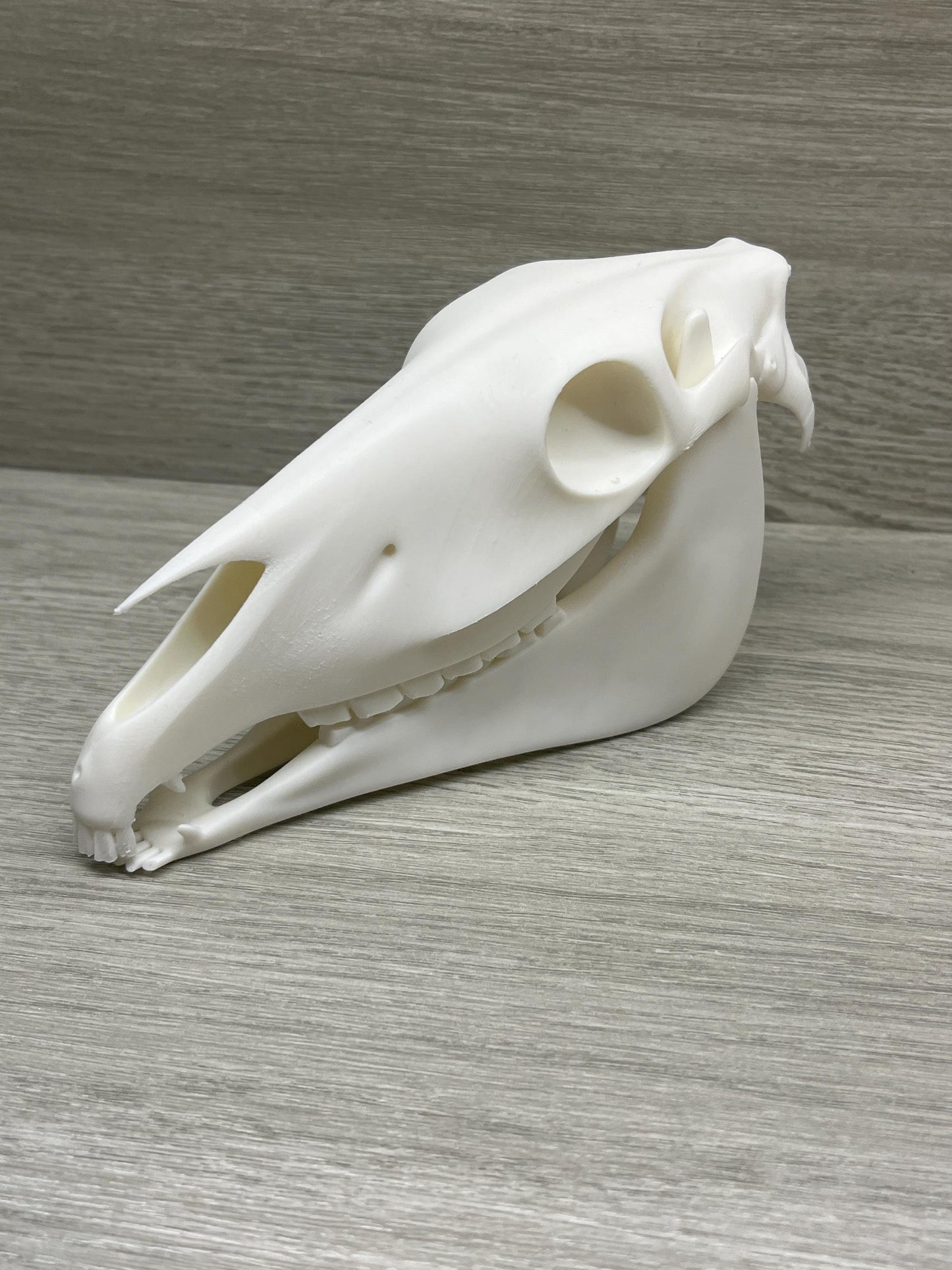 7 inch 3D Printed Horse Skull