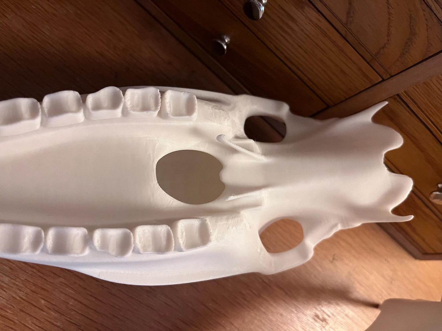 Extra Large 3D Printed Horse Skull
