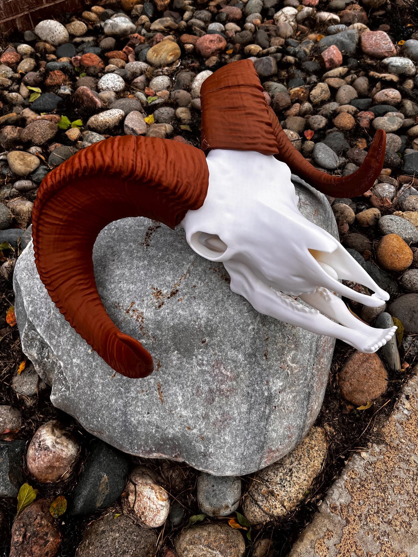 Large 3D Printed Bighorn Skull