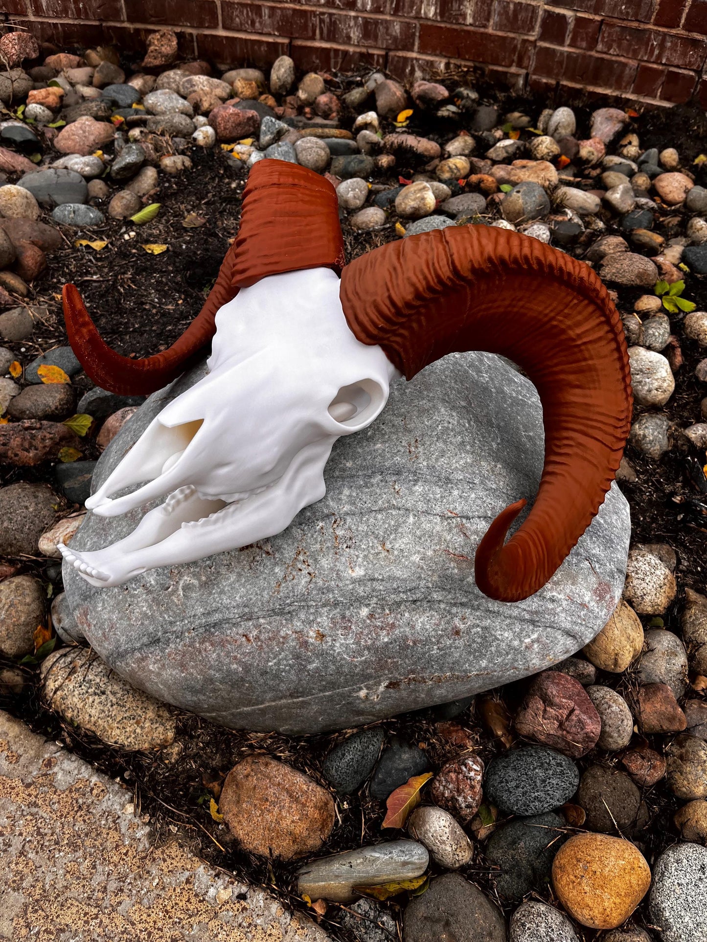 Large 3D Printed Bighorn Skull