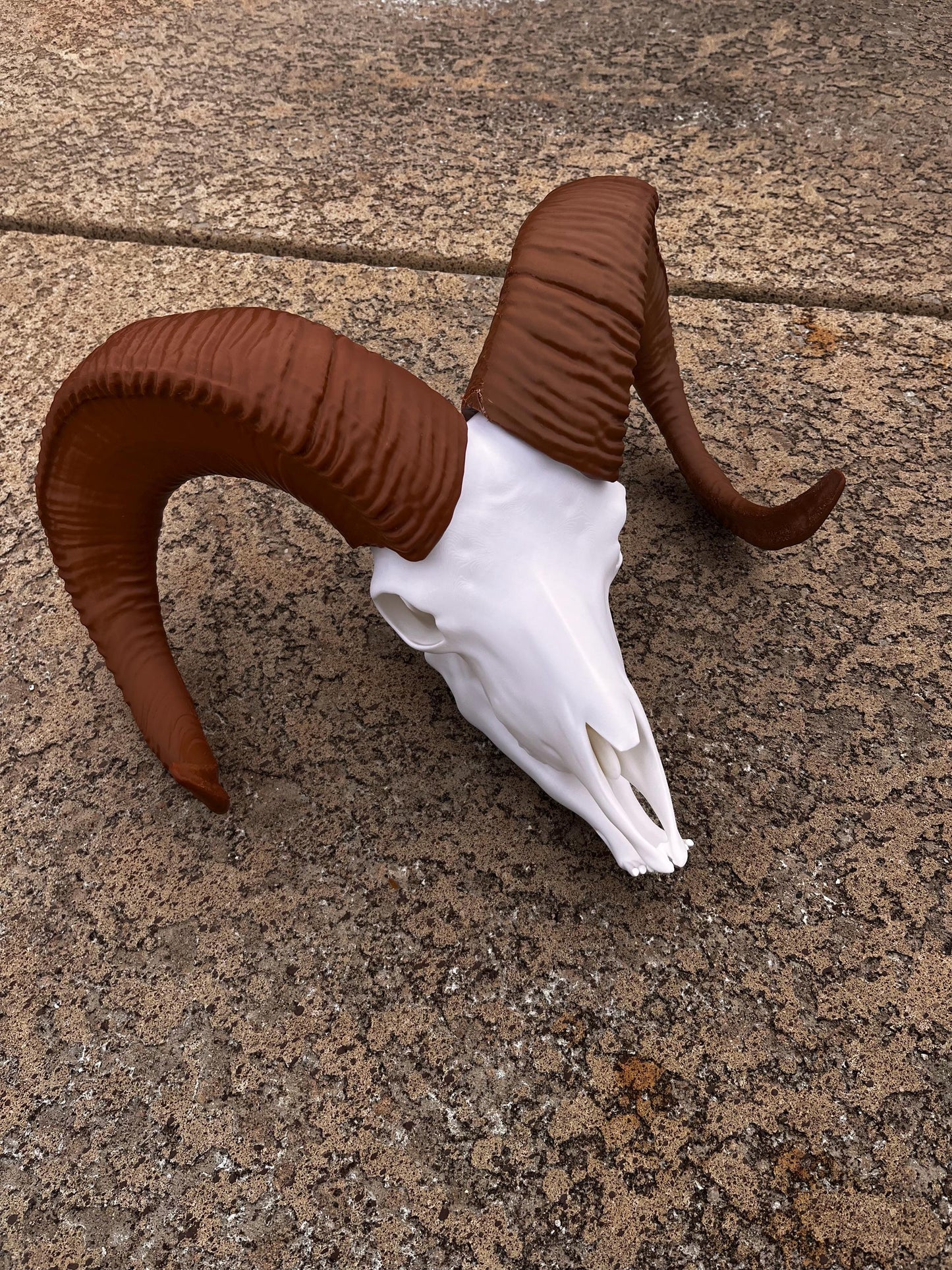 Large 3D Printed Bighorn Skull