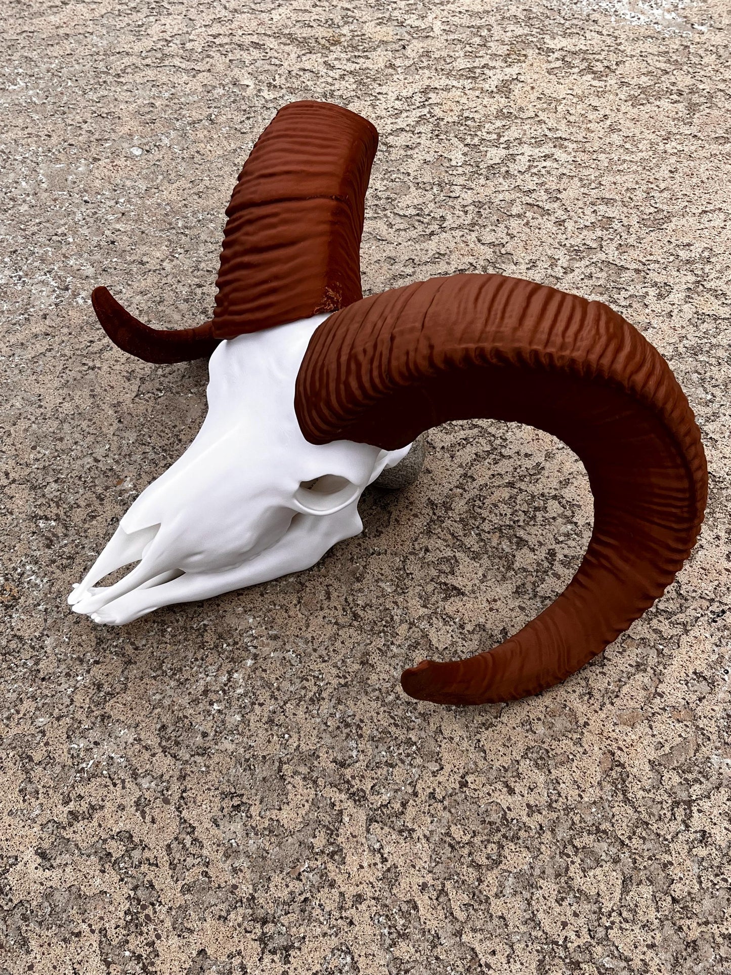 Large 3D Printed Bighorn Skull