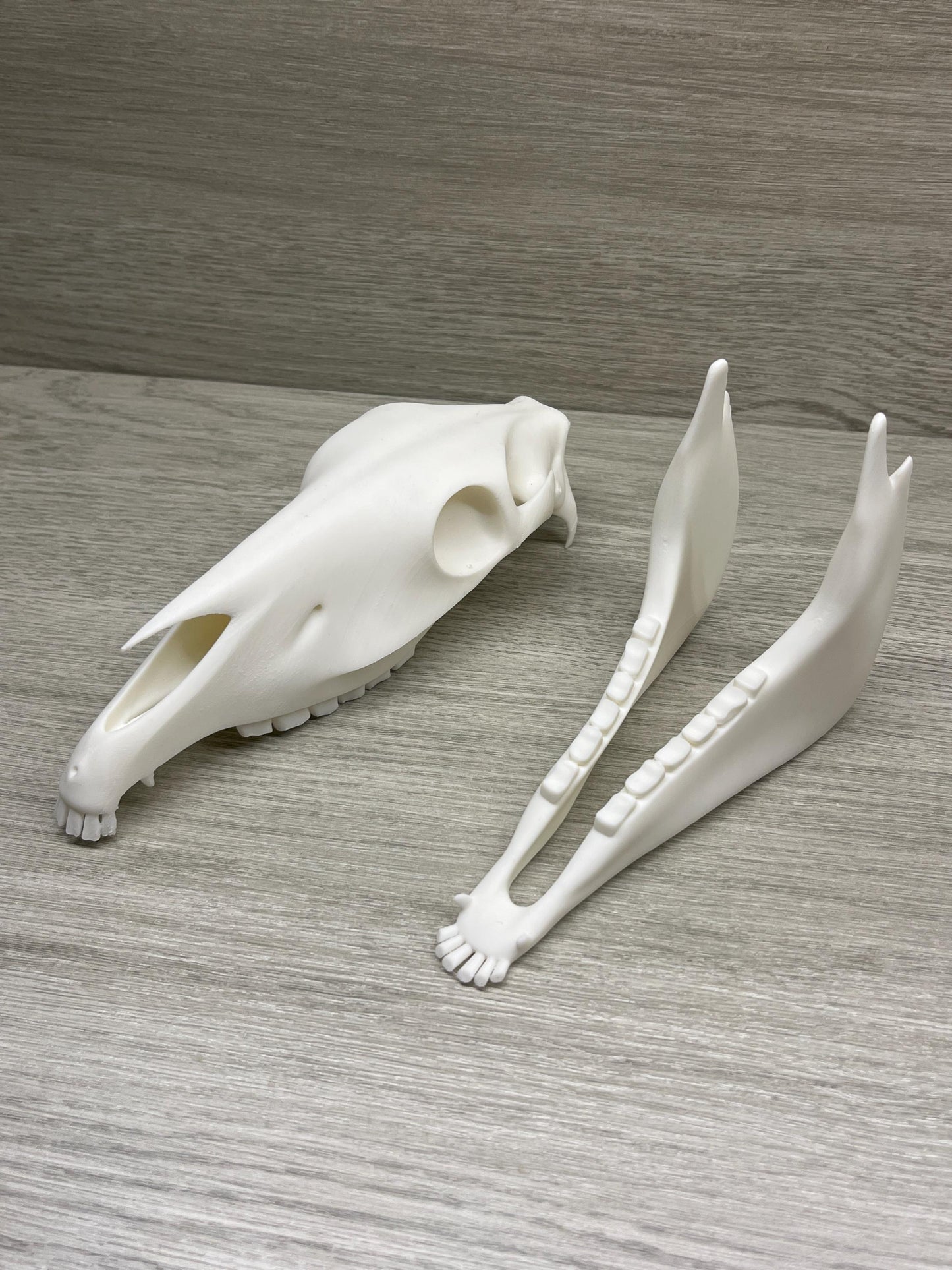 7 inch Horse Skull (3D Printed PLA Plastic)