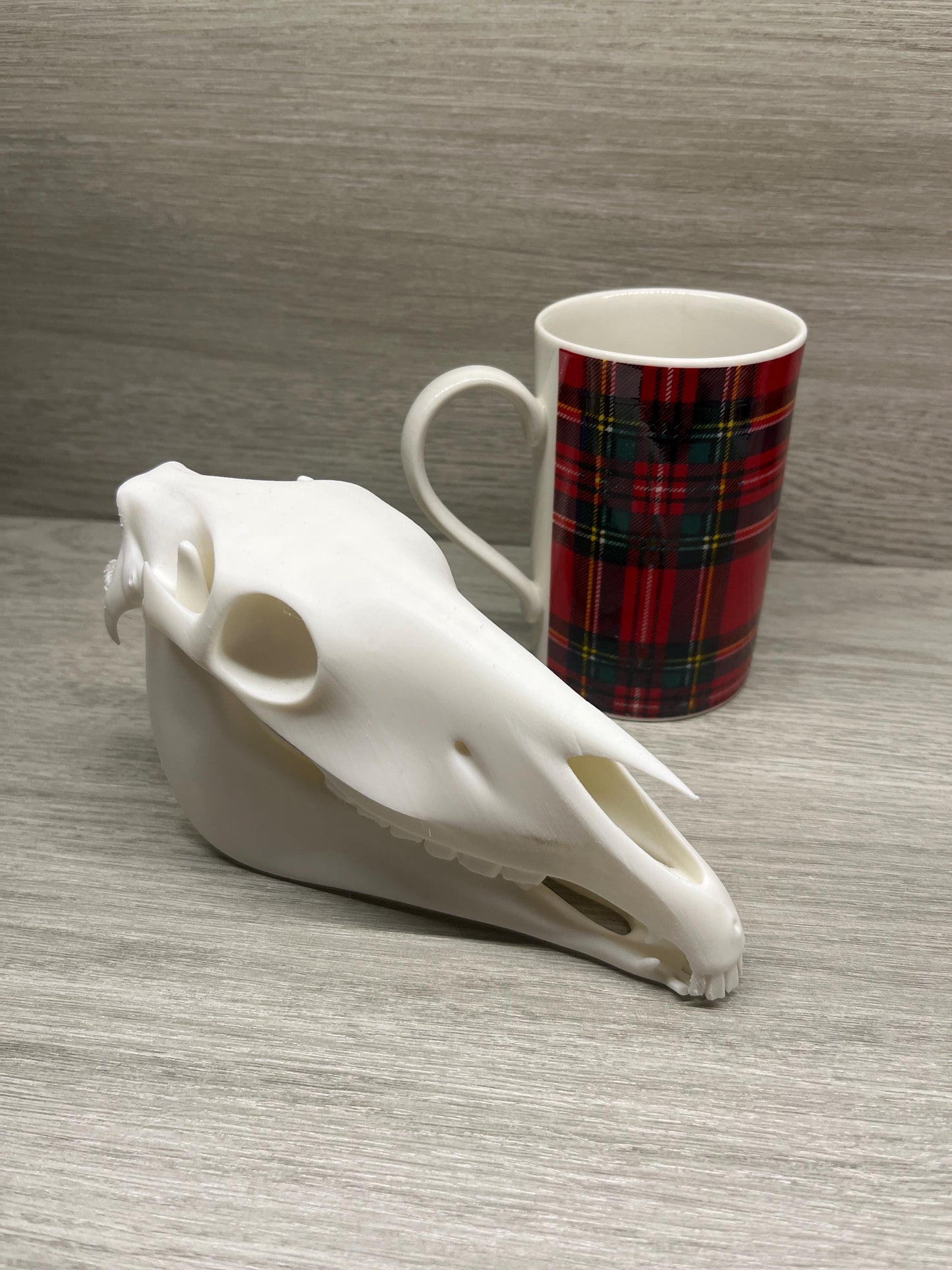 7 inch Horse Skull (3D Printed PLA Plastic)